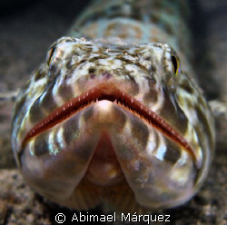 Face to face, sandiver, Vieques, P.R. by Abimael Márquez 
